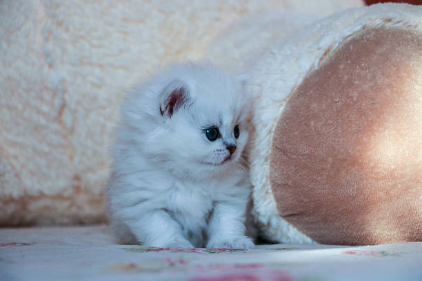 istock White Kitten British Shorthair 516925930