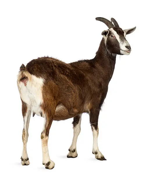 Rear view of a Toggenburg goat looking away against white background