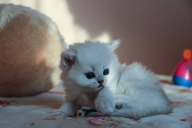 istock White Kitten British Shorthair 516926572