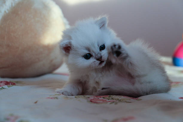 istock White Kitten British Shorthair 516926640