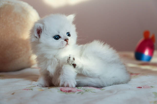 istock White Kitten British Shorthair 516926668