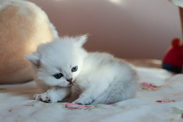 istock White Kitten British Shorthair 516926874