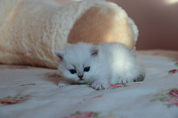 istock White Kitten British Shorthair 516926914