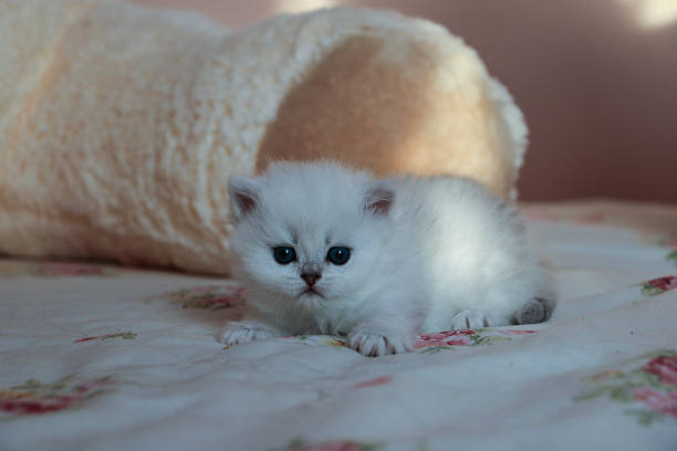 istock White Kitten British Shorthair 516926946