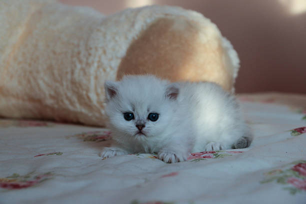 istock White Kitten British Shorthair 516926984