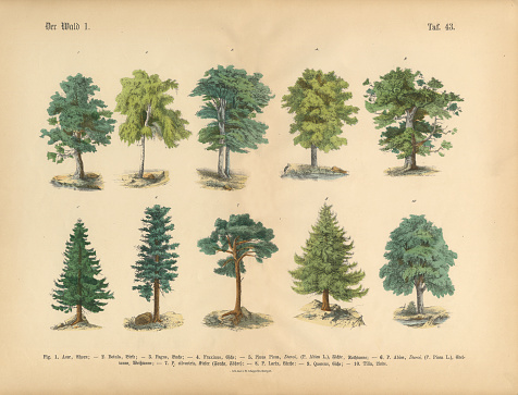 Very Rare, Beautifully Illustrated Antique Engraved Victorian Botanical Illustration of Trees in the Forest: Plate 43, from The Book of Practical Botany in Word and Image (Lehrbuch der praktischen Pflanzenkunde in Wort und Bild), Published in 1886. Copyright has expired on this artwork. Digitally restored.
