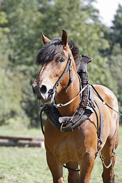 cheval belge - belgian horse photos et images de collection