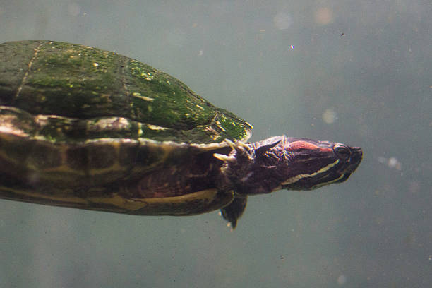 istock Swimming turtle - water reptile 516932392