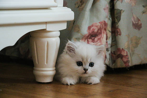 istock White Kitten British Shorthair Playing 516932918