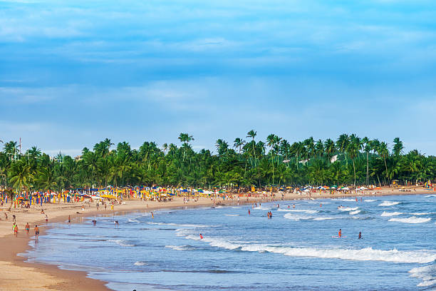 beach in salvador, bahia - tree large group of people sand sunbathing stock-fotos und bilder