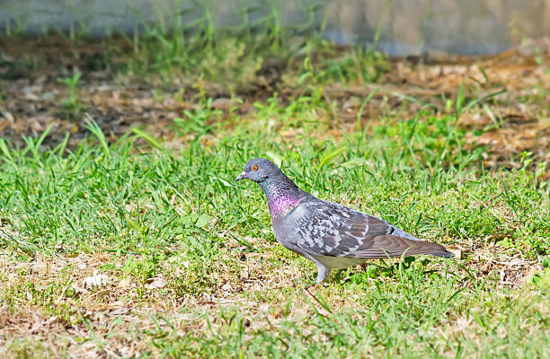 istock pigeon in the park 516943053
