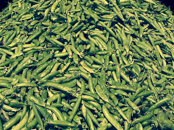 Pods of Sugar Snap Peas