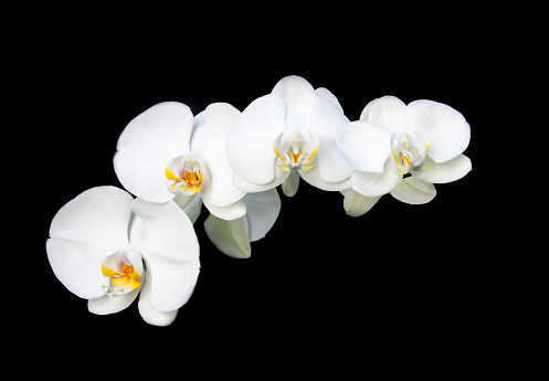 White  phalaenopsis orchid flower, isolated on a black background.