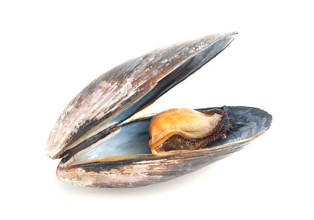 istock mussel in its shell isolated on a white background 516943911
