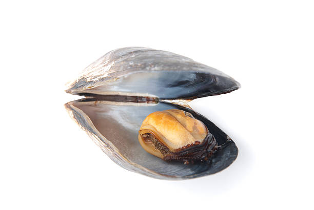 istock mussel in its shell isolated on a white background 516943935