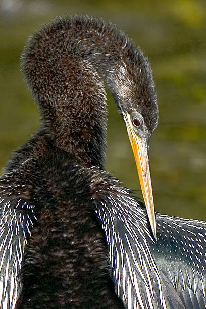 Anhinga 2 Anhinga in Ding Darling National Wildlife Refuge, Sanibel Island, Florida. ding darling national wildlife refuge stock pictures, royalty-free photos & images