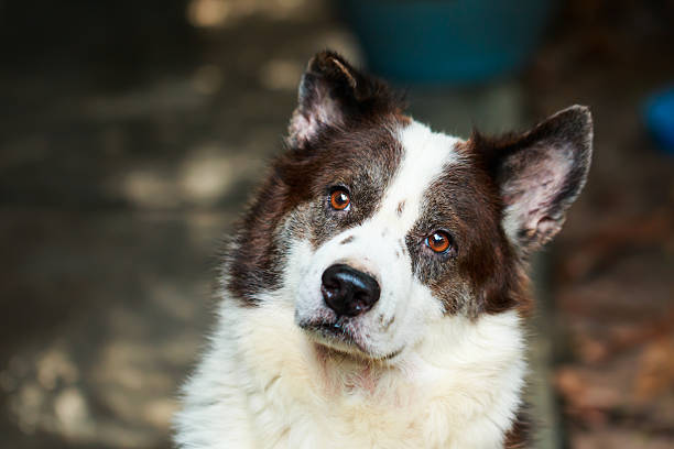 istock portrait Thai bangkaew dog 516945187