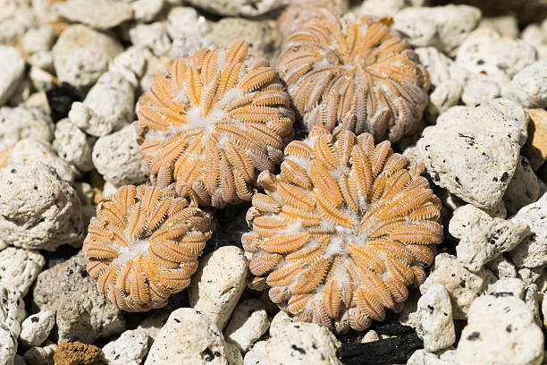 Pelecyphora aselliformis, Cactaceae – zdjęcie