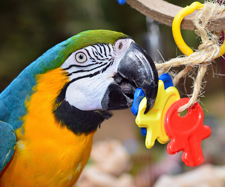 Blue and Gold Macaw playing with toys outside