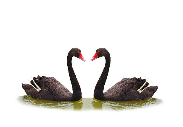 istock black swan swimming in water 516946327