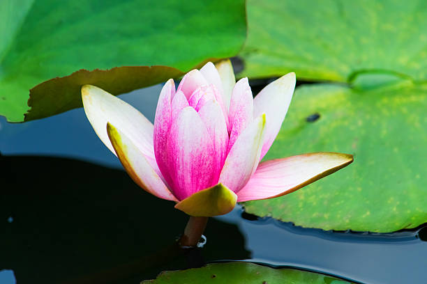istock Red and white water lily flower 516946639