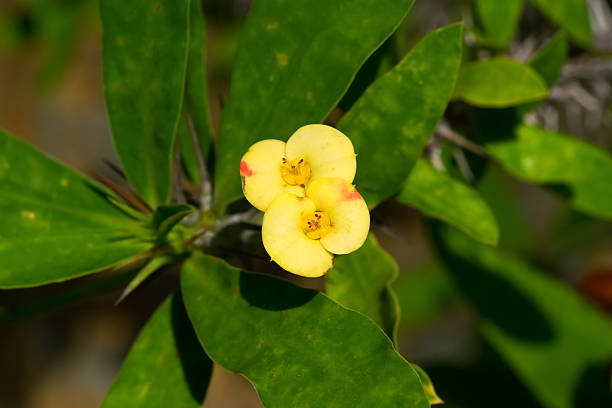 istock Euphoribia milii var splendens, Euphorbiaceae, Madagascar 516946649