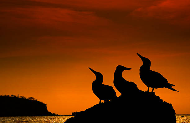 galapagos tramonto - galapagos islands bird booby ecuador foto e immagini stock
