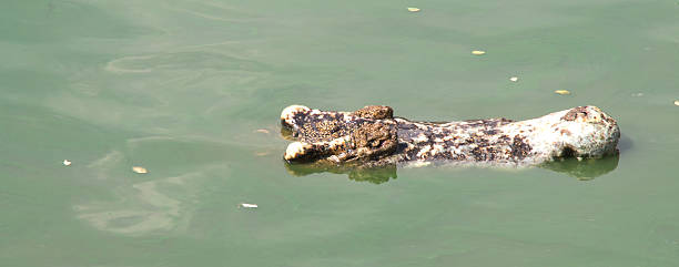 istock the crocodile in the pool 516946917