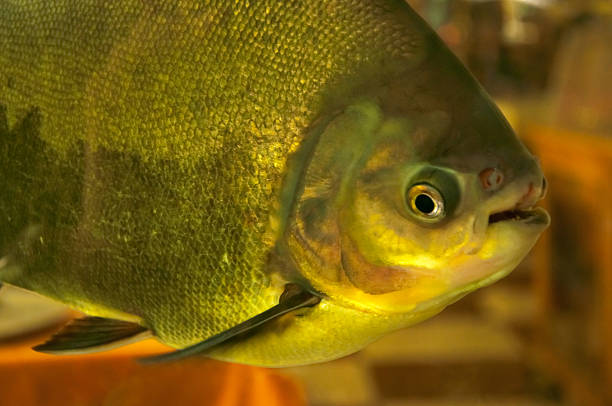 istock detail of fish 516946939