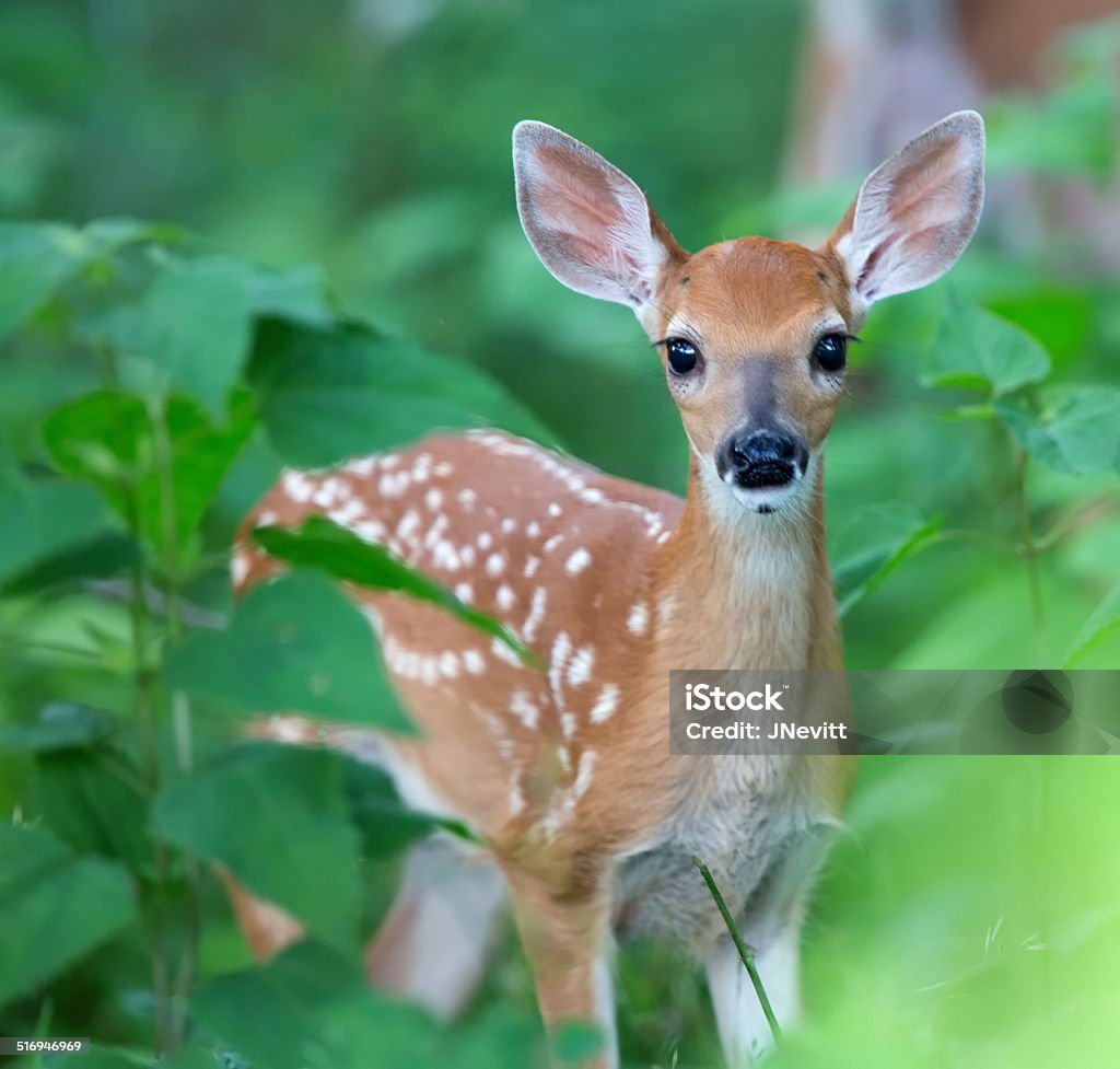 Fawn closeup Cute fawn in green foliage looking at viewer. Fawn - Young Deer Stock Photo