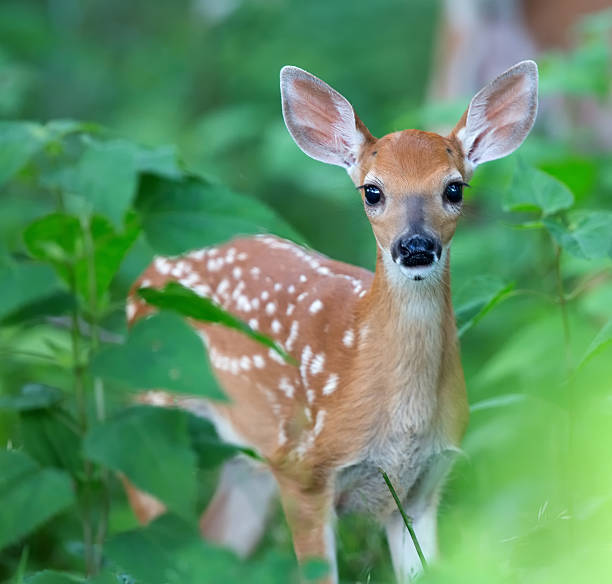Fawn closeup Cute fawn in green foliage looking at viewer. fawn young deer stock pictures, royalty-free photos & images