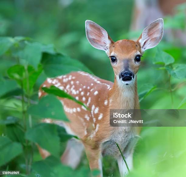 Fawn Closeup Stock Photo - Download Image Now - Fawn - Young Deer, Deer, Animal Wildlife