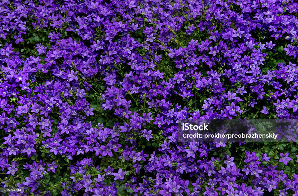 background bell flowers purple flower scabiosa on a warm spirng morning Abstract Stock Photo