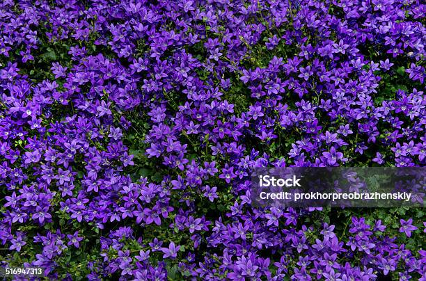 Background Bell Flowers 照片檔及更多 園藝 照片 - 園藝, 園藝學, 夏天