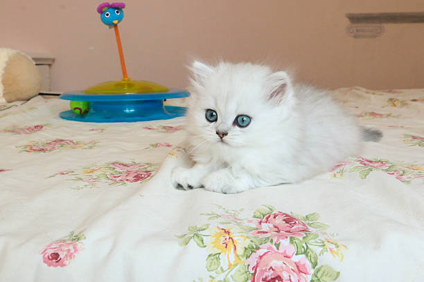istock White Kitten British Shorthair 516947602