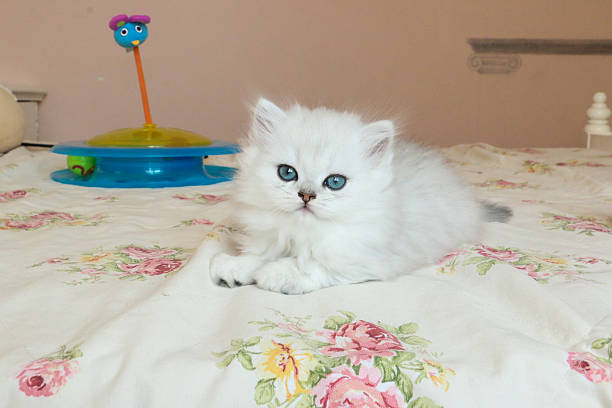 istock White Kitten British Shorthair 516947646