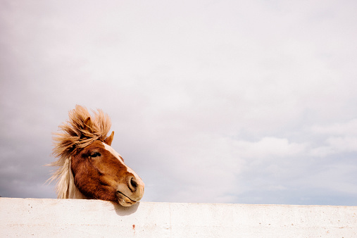 An Icelandic pony stands, head resting on a wall, braced against the wind, Western Iceland. 