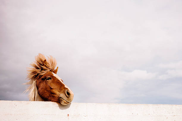 Icelandic Pony An Icelandic pony stands, head resting on a wall, braced against the wind, Western Iceland.  pony photos stock pictures, royalty-free photos & images