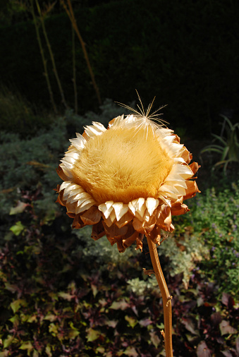 Out of season one Big Woolly thistle .Spreading it`s seed bij the wind.