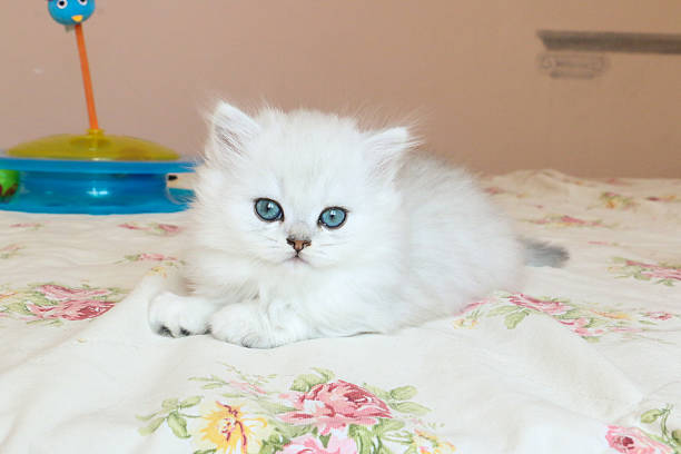 istock White Kitten British Shorthair 516947776