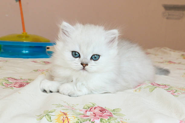 istock White Kitten British Shorthair 516947856