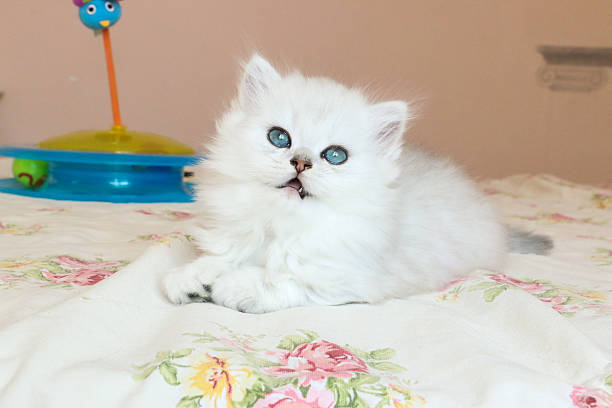 istock White Kitten British Shorthair 516947924