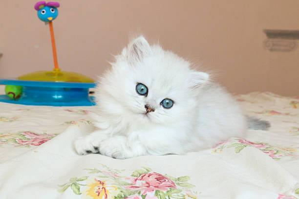 istock White Kitten British Shorthair 516947956