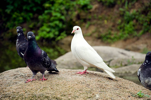 istock Pure white dove and gray 516947999