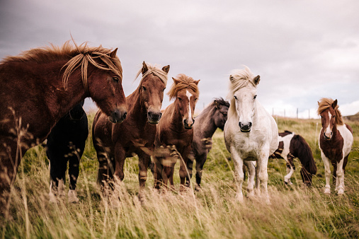 The beautiful Icelandic horses in vast open field with mountain background spotted in Iceland.