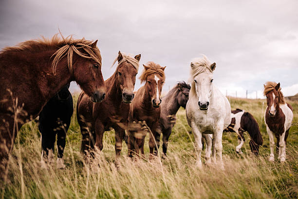 Icelandic Ponies stock photo