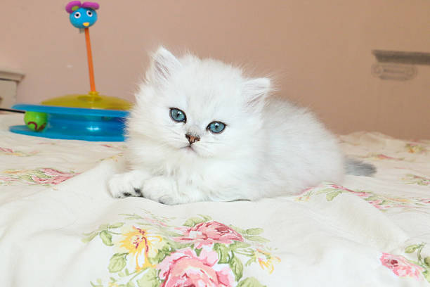 istock White Kitten British Shorthair 516948058