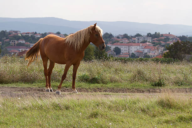 istock Brown horse grazing in a meadow at summer day. 516948067