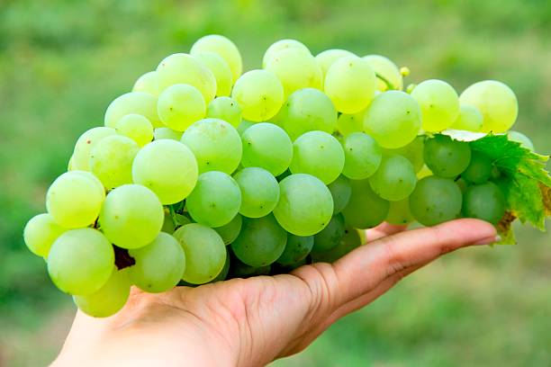 istock Bunches of white grapes growing in a vineyard 516948079