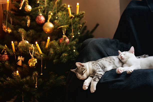 cute  cats in front of christmas tree stock photo